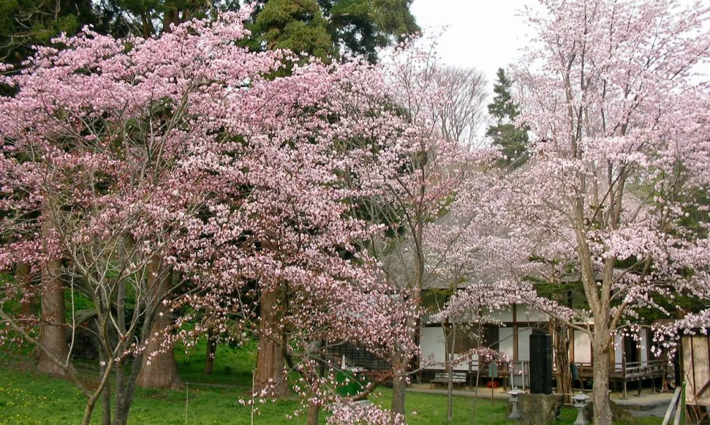 🏯 유주 선광사(우수 젠코지) 이미지 7